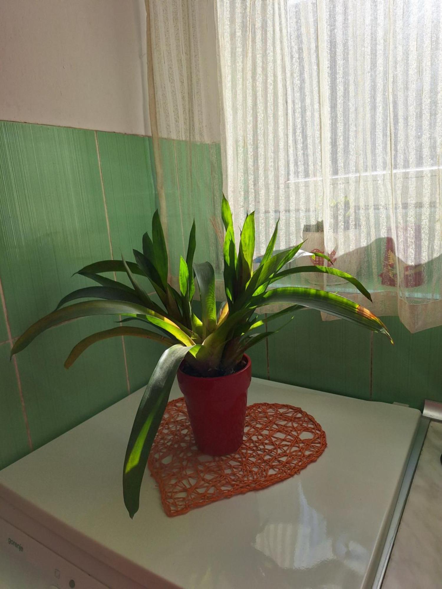 Apartman Maja Belgrad Exterior foto